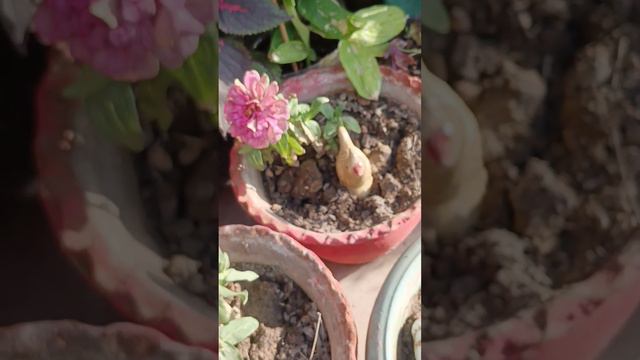 Zinnia Flowers 🌸 Please Like And Subscribe #viral #flower #nature #fypシ #viralvideo #gardening