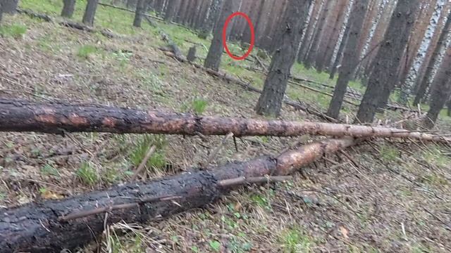 Поход за грибами август 2019? смотреть онлайн