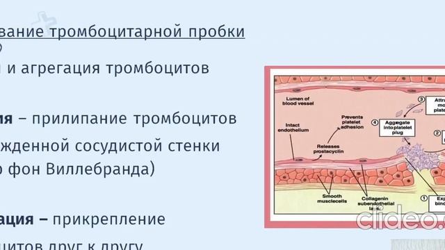 Сосудисто-тромбоцитарный гемостаз (первичный гемостаз)/ФИЗИОЛОГИЯ КРОВИ #фз #физиология #гемостаз смотреть онлайн