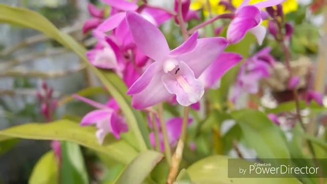 мои Дендробиумы кинга.Dendrobium kingianum.デンドロビウム・キンギアナム смотреть онлайн