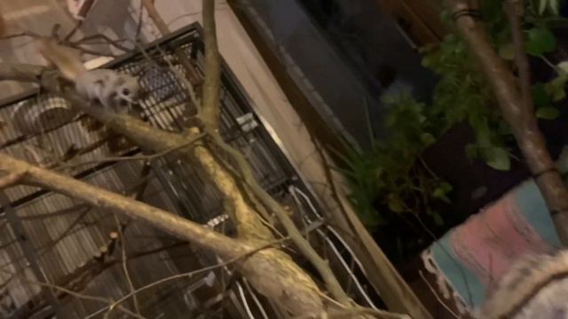 Обыкновенная белка летяга - flying squirrel - momonga смотреть онлайн