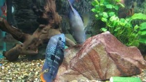 нерест акар