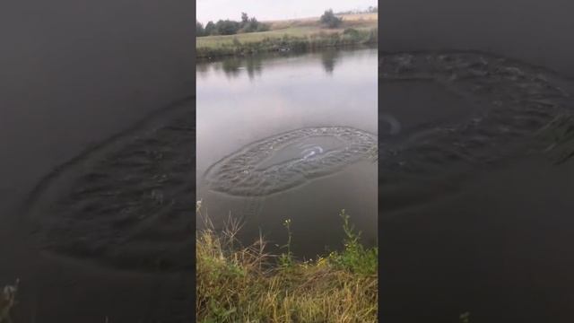 Ловля кастинговой сетью 6 метров, на реке смотреть онлайн