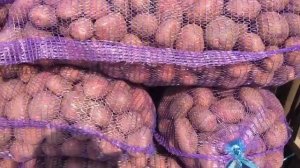 Сорт Мемфис-Супер картофель! Подходит на мойку.