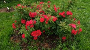 Самая беспроблемная и яркая роза в моем саду! Роза "Hansaland" Ханзаланд  на Северо-Западе.