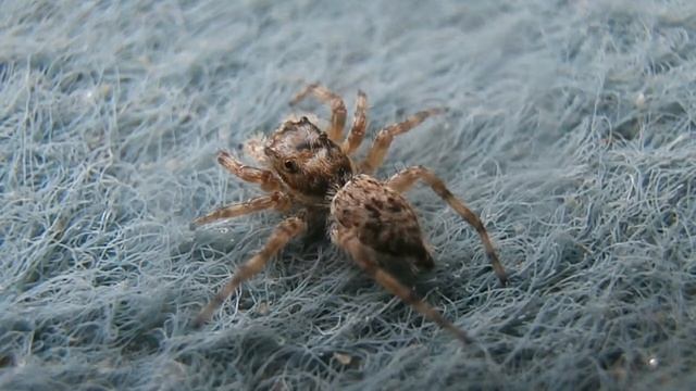 Olympus Vr-340 Digital Camera's Macro Video Sample смотреть онлайн