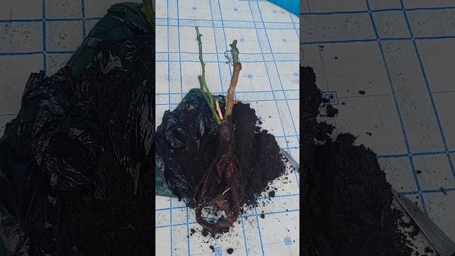 распаковка розы Пьер де Ронсар из магазина "Подворье".(2) смотреть онлайн