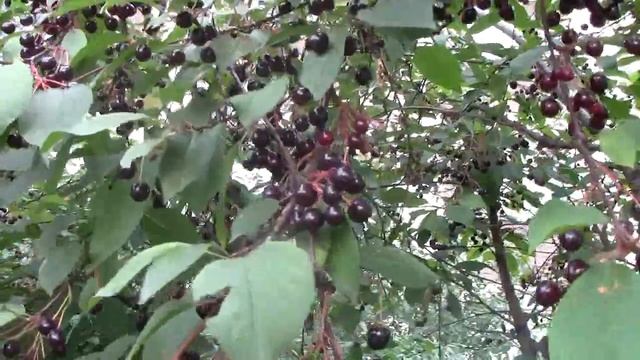 ХАСАМНРА. ЧЕРЕМУХА. смотреть онлайн