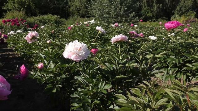 Цветение пионов. Коллекция Института Садоводства 2021год смотреть онлайн