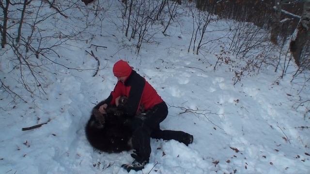 бурый карпатский медведь,борьба с человеком смотреть онлайн