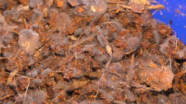 Эксперимент с "НЕРАБОЧЕЙ" триходермой. ПРАВДА ИЛИ ЛОЖЬ? Причины отсутствия эффекта. смотреть онлайн