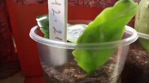 Укоренение каланхоэ листьями