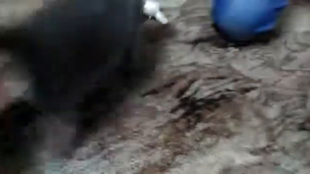 что нужно для котенка в доме смотреть онлайн