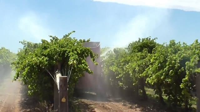 ВИНОГРАД НЕ БУДЕТ БОЛЕТЬ!!! ПЕРВЫЕ 2 ОБРАБОТКИ ВИНОГРАДА ПЕРЕД ЦВЕТЕНИЕМ.Болезни винограда. смотреть онлайн