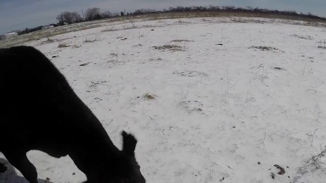 Feeding Cattle In North Texas. Go Pro Version. смотреть онлайн