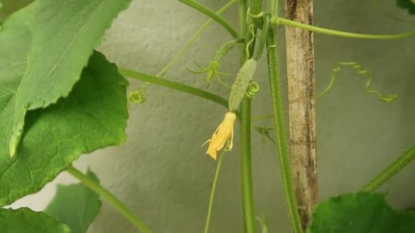 Amazing Idea | Growing Cucumber from Seed at Home | Grow Cucumbers in Sacks