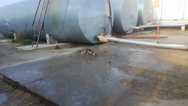 Песец летом стремный смотреть онлайн