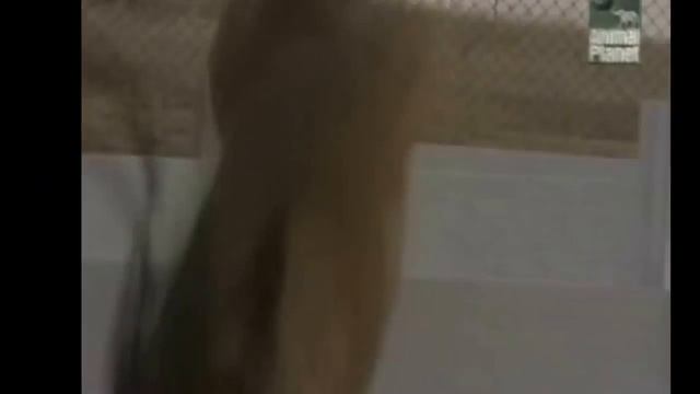 Малинуа (Бельгийская овчарка) – О породе | Belgian Shepherd Malinois