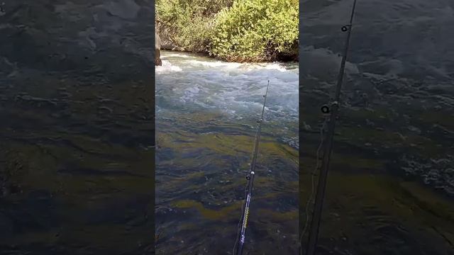 Рыбалка горная фарель#рыбалка2022#фарель#рыба#природа# смотреть онлайн