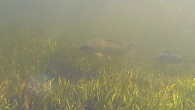 Подводная Охота. Spearfishing Carp