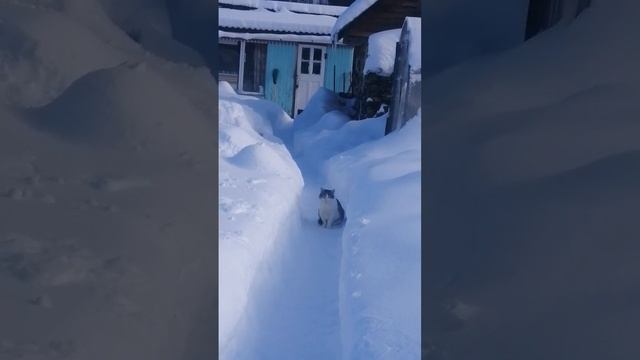 чищу снег на даче смотреть онлайн