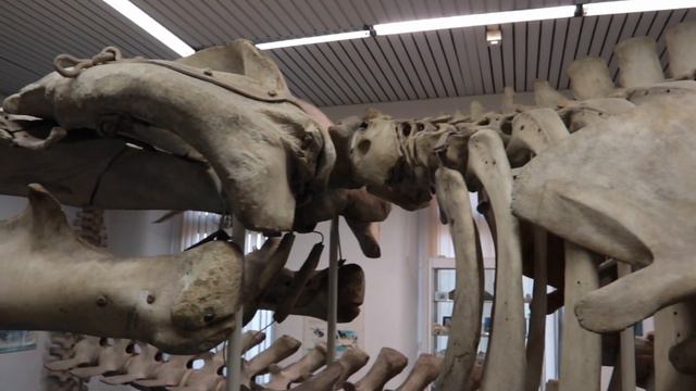 Vi porto al museo di Anatomia Comparata della SAPIENZA смотреть онлайн