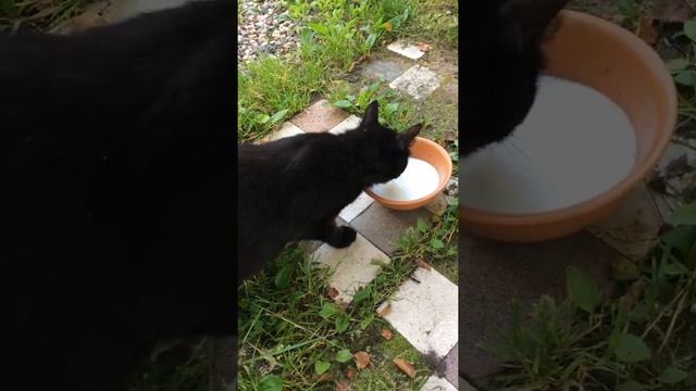 Пушистая зеленоглазая дама в гостях у добрых людей. смотреть онлайн