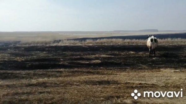 КОРОВ ОТПУСТИЛИ НА СВОБОДУ! КОРОВЫ ВСТРЕЧАЮТ ВЕСНУ! АГРЕССИВНЫЕ КОРОВЫ ПОСЛЕ ЗИМЫ!