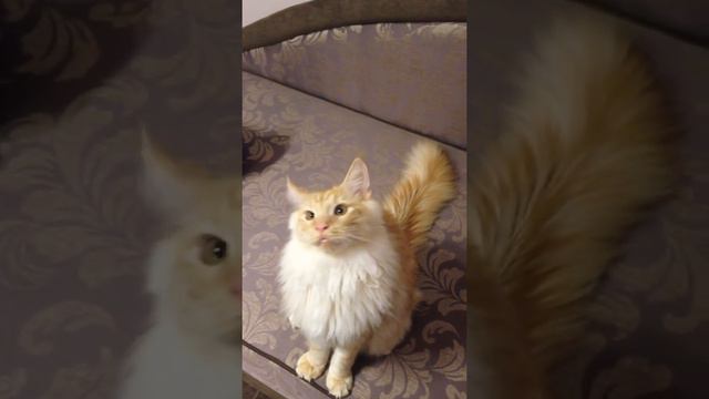 Maine-coon Marseille love bags 🐾Мейн-кун Марсель очень любит пакетики чайные! смотреть онлайн