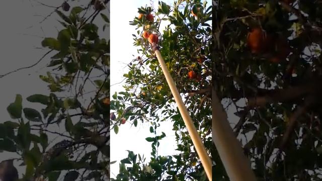 Wild Tangelo Harvest смотреть онлайн