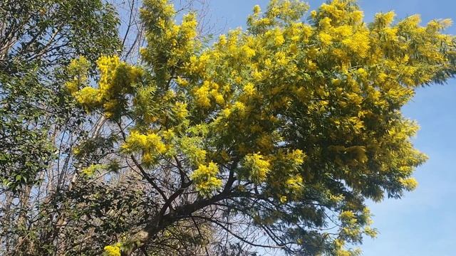 Мимоза цветёт 11 февраля 2021 г. смотреть онлайн