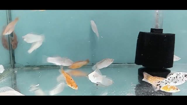 Molly Fish Complete Care Guide смотреть онлайн