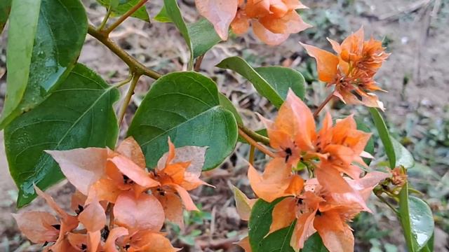 New Bougainvillea plant || Orange coloured Bougainvillea || Nature Cures || 4k video #bougainvillea смотреть онлайн