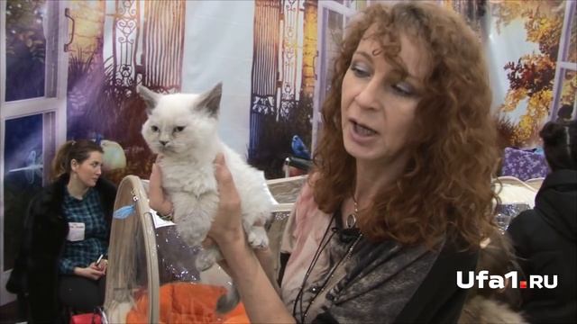 В Уфе появилась первая кошка породы Селкирк рекс