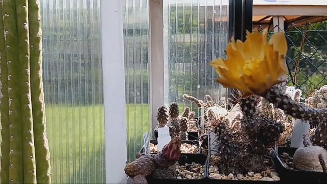 Разнообразие цветущих кактусов в теплице..Заходите в гости и оставайтесь... смотреть онлайн