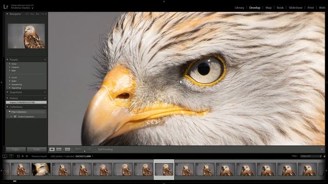 Sony A7 III: Birds of Prey 3.0 Firmware Animal Eye AF Test смотреть онлайн