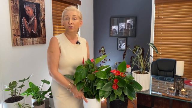 ANTHORIUM FLAMİNGO ÇİÇEĞİ KIŞ BAKIMI/