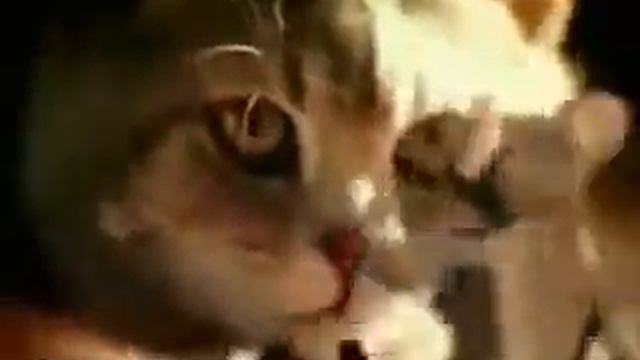 Мышка паёт смотреть всем😂😂 смотреть онлайн