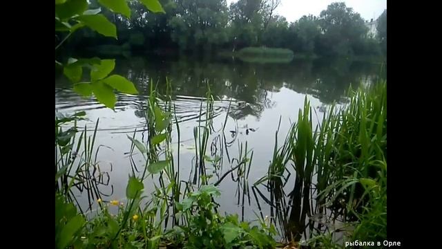 БОБР и плотва. Рыбалка на поплавок на реке Ока. смотреть онлайн