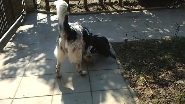 tornjak i labrador смотреть онлайн