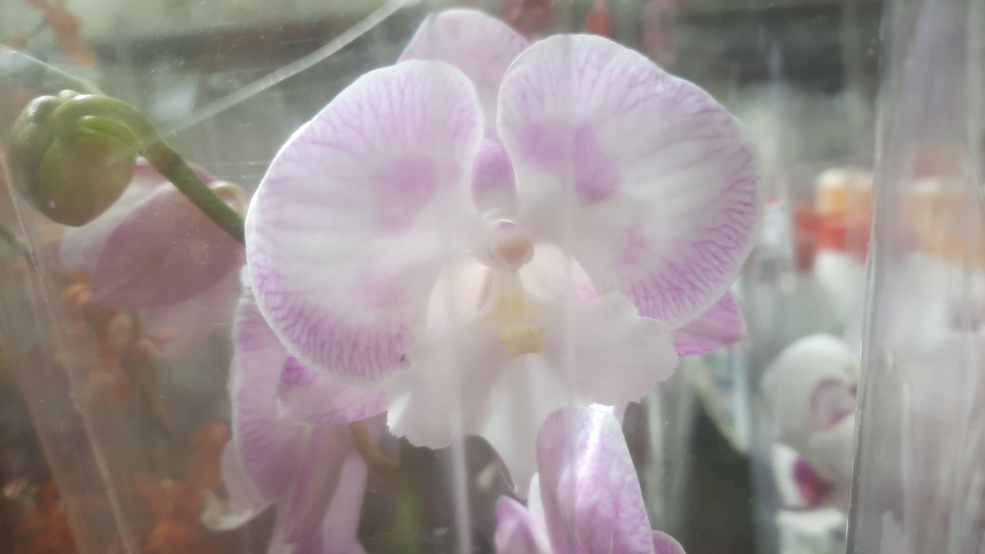 САДОВЫЙ ЦЕНТР "НА АТАРБЕКОВА"//26.04.24// смотреть онлайн