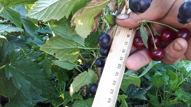 Смородина Литвиновская. смотреть онлайн