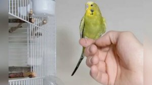 КАК БЫСТРЕЕ ПРИРУЧИТЬ ПОПУГАЯ К РУКАМ