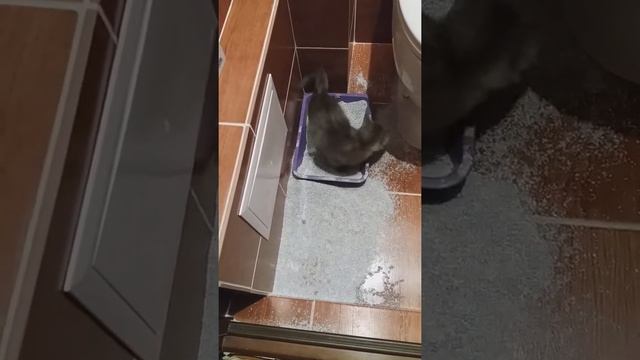 Как приучить котенка к горшку смотреть онлайн