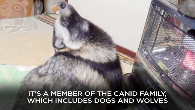 What Is a 'Raccoon Dog'? смотреть онлайн