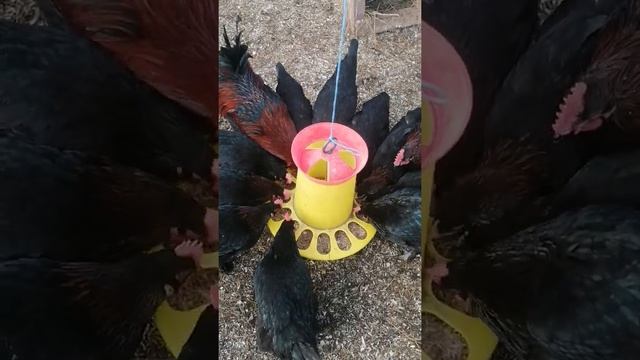 Мараны Ч.М Радуют Яйцом И Экстерьером // Декабрь 2021 г // Запись На Яйцо И Птенца смотреть онлайн