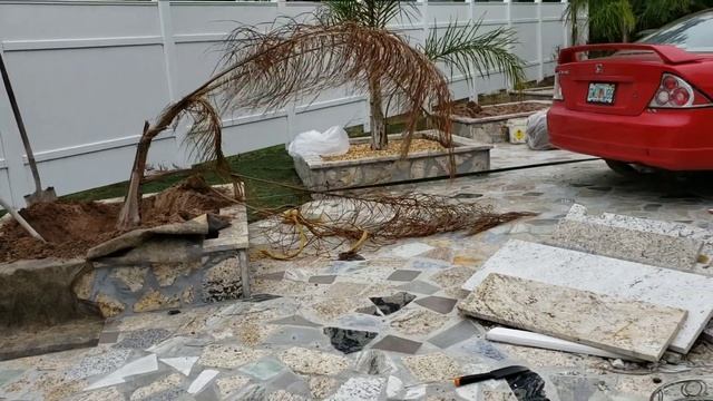 Как я пальмы пересаживаю. смотреть онлайн