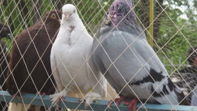 Фоторепортаж с выставки голубей в Лисичанске смотреть онлайн