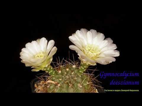 TimeLapse Gymnocalycium Deeszianum Cacti таймлапс