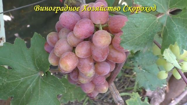 Урожай 2022. Снежок смотреть онлайн